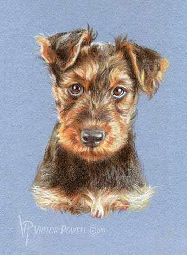 Airedale Terrier Puppy Portrait
