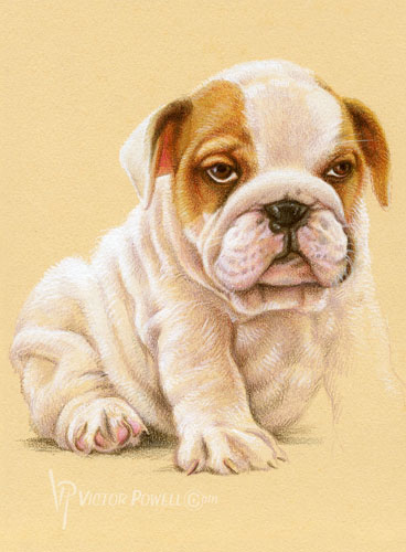 Bulldog Puppy Portrait