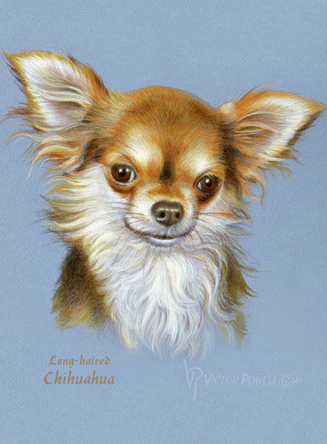 Chihuahua Puppy Portrait