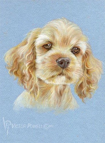 Cocker Spaniel (American) Puppy Portrait