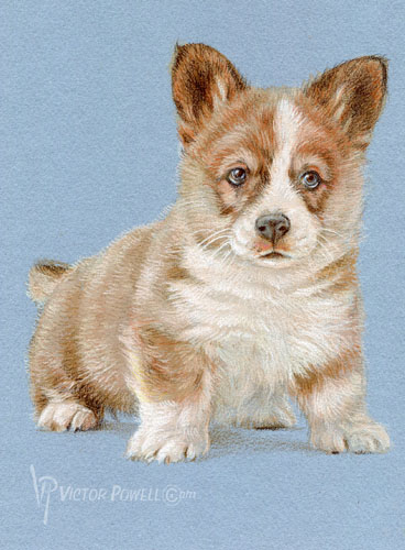 Pembroke Welsh Corgi Puppy Portrait