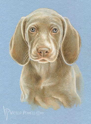 Weimaraner Puppy Portrait
