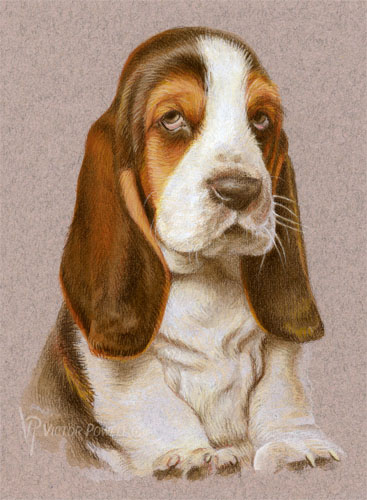 Bassett Hound Puppy Portrait