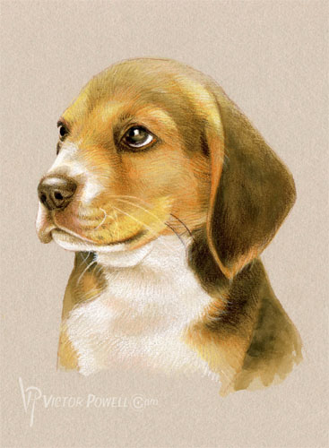 Beagle Puppy Portrait