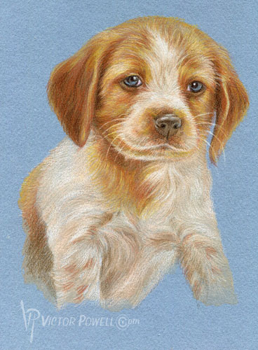 Brittany Puppy Portrait