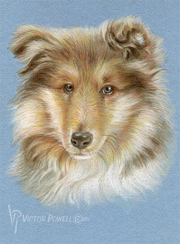 Collie (rough) Puppy Portrait