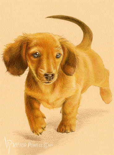 Dachshund Puppy Portrait