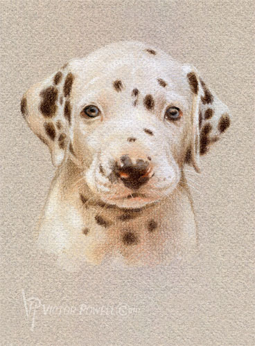 Dalmation Puppy Portrait