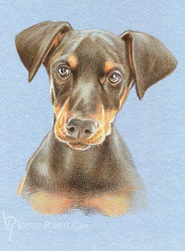 Doberman Pinscher Puppy Portrait