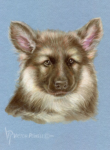 German Shephard Puppy Portrait