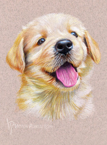 Golden Retriever Puppy Portrait