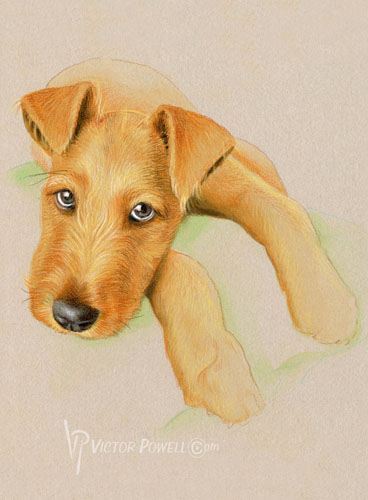 Irish Terrier Puppy Portrait