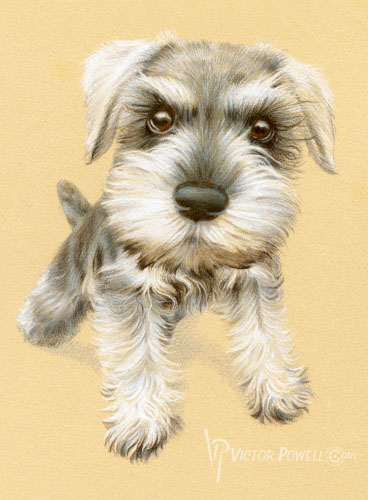 Mini Schnauzer Puppy Portrait
