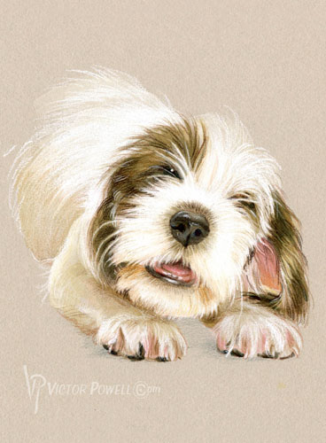 Petit Basset Griffon Vendeen Puppy Portrait