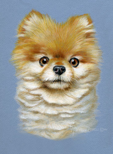 Pomeranian Puppy Portrait