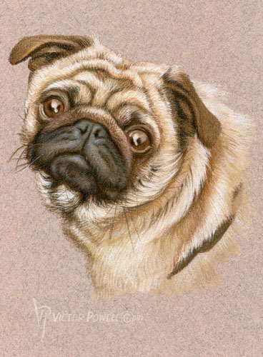 Pug Puppy Portrait
