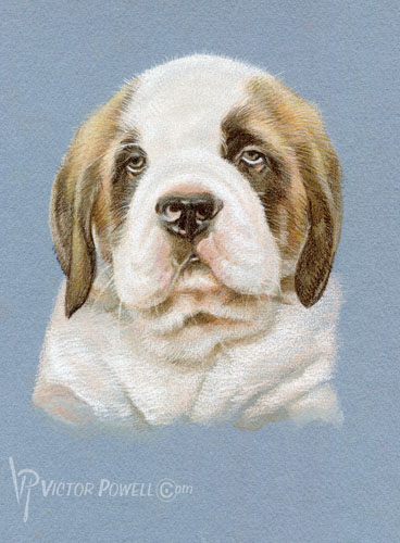 Saint Bernard Puppy Portrait