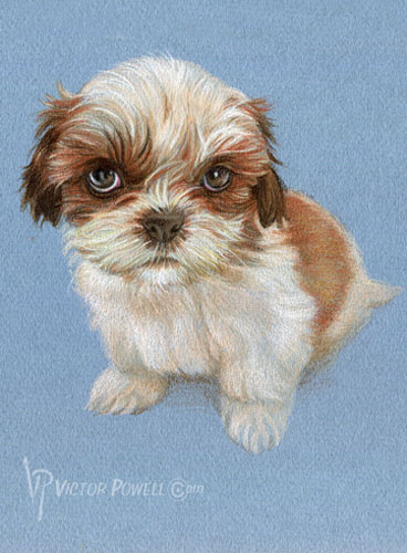 Shih-Tzu Puppy Portrait