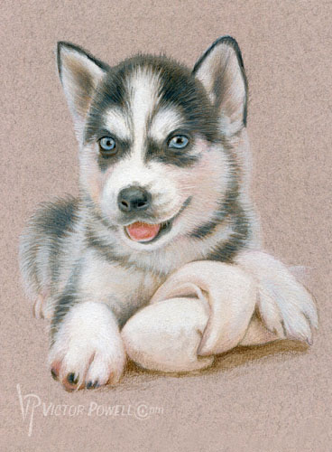 Siberian Husky Puppy Portrait