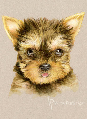 Yorkie Puppy Portrait